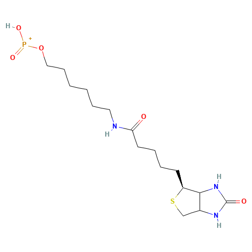 6-N-Biotinylaminohexyl Hydrogenphosphonate (CAS: 224583-35-1) - Related Chemical Product