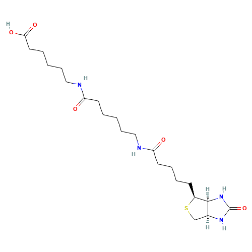 N-Biotinylcaproylaminocaproic Acid (CAS: 89889-51-0) - Related Chemical Product