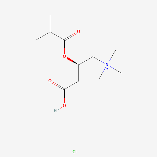 Isobutyryl L-Carnitine Chloride (CAS: 6920-31-6) - Related Chemical Product