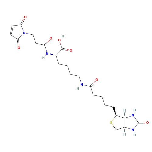 3-(N-Maleimidylpropionyl)biocytin (CAS: 102849-12-7) - Related Chemical Product