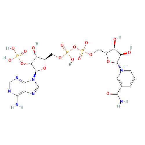 NADP (CAS: 53-59-8) - Related Chemical Product